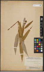Foto von Salix acmophylla Boiss.